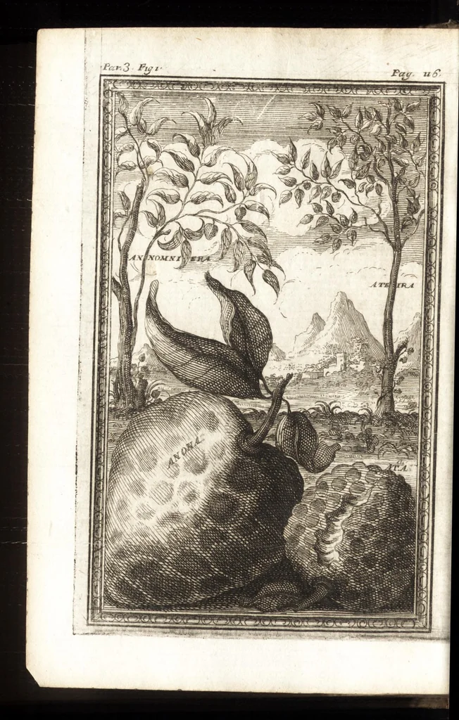 An illustration from Giro del mondo del dottor d. Gio. Francesco Gemelli Careri, 1699, leaf 137