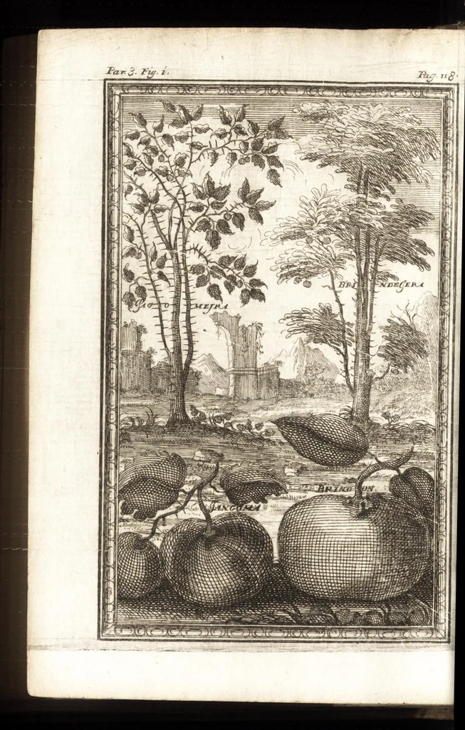 An illustration from Giro del mondo del dottor d. Gio. Francesco Gemelli Careri, 1699, leaf 143