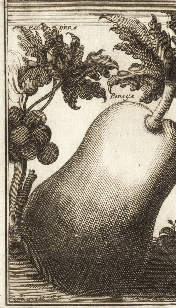 An illustration from Giro del mondo del dottor d. Gio. Francesco Gemelli Careri, 1699, leaf 147