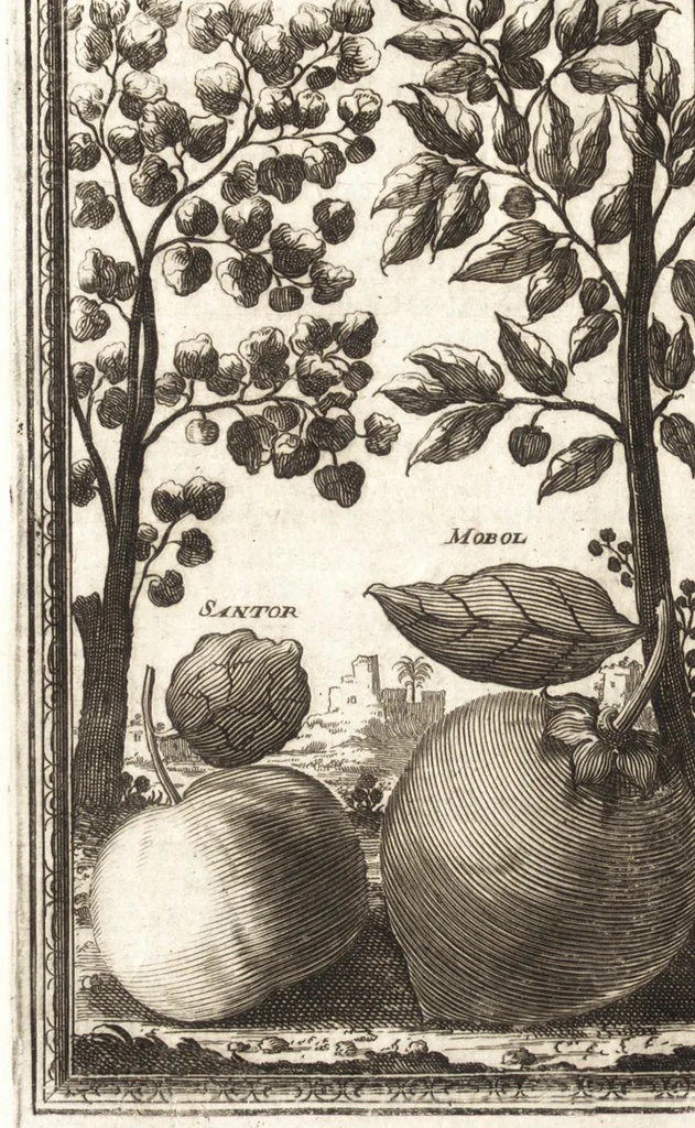 An illustration from Giro del mondo del dottor d. Gio. Francesco Gemelli Careri, 1699, leaf 183