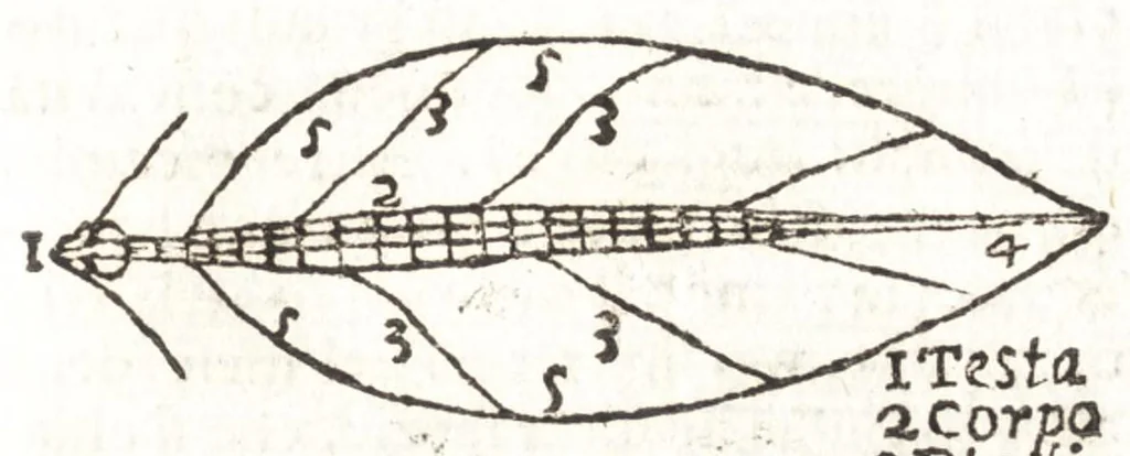 An illustration from Giro del mondo del dottor d. Gio. Francesco Gemelli Careri, 1699, leaf 194