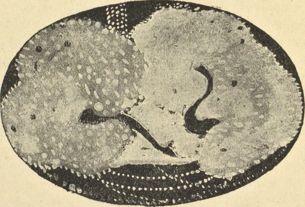 An illustration from Studii︠a︡ impressionistov : kniga 1-ai︠a︡, 1910, leaf 10