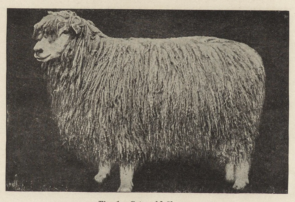 An illustration from Cyclopedia of textile work : a general reference library on cotton, woolen and worsted yarn manufacture, weaving, designing, chemistry and dyeing, finishing, knitting, and allied subjects, 1907, leaf 23
