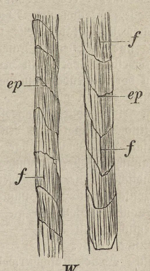 An illustration from Handbuch der Färberei und der damit verwandten : vorbereitenden und vollendenden Gewerbe : Enthaltend die Färberei der Gebräuchlicheren ..., 1889, leaf 32