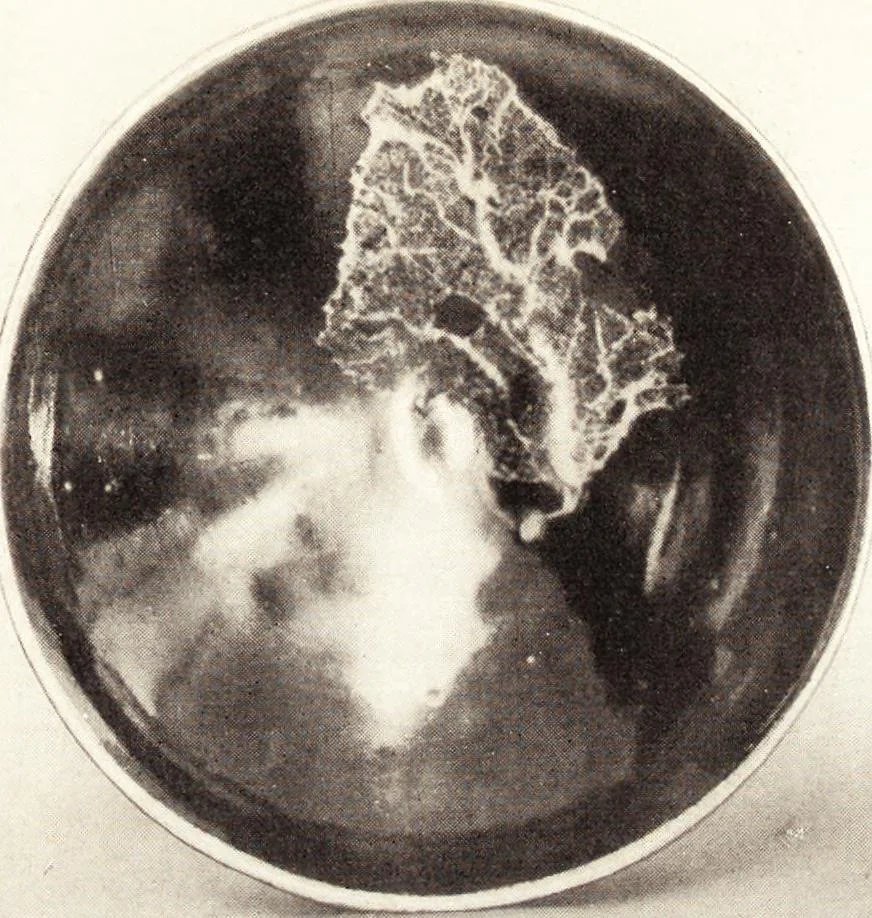 An illustration from Chinese pottery and porcelain: an account of the potter's art in China from primitive times to the present day...forty plates in colour and ninety-six in black and white, 1915, leaf 248