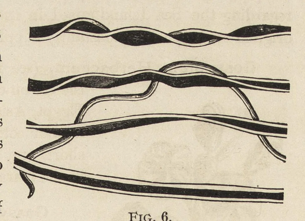 An illustration from The structure of fibres, yarns and fabrics : being a practical treatise for the use of all persons employed in the manufacture of textile fabrics, 1891, leaf 22