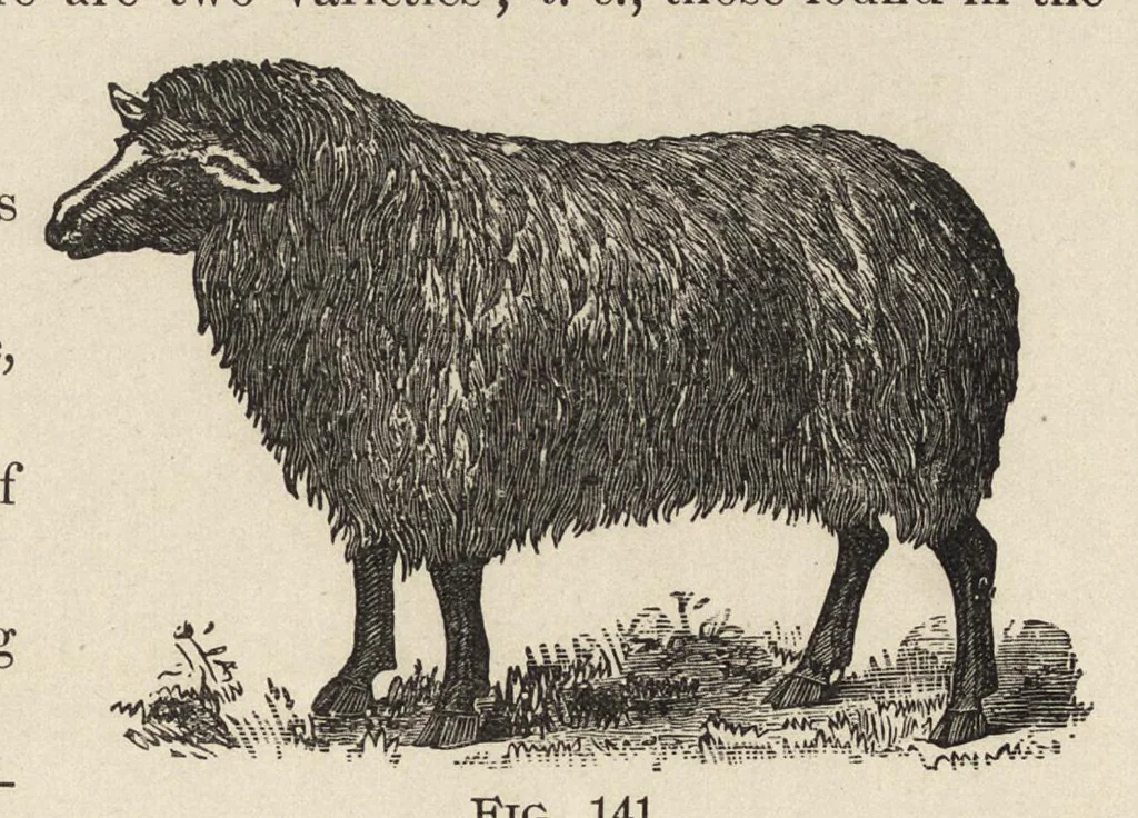An illustration from The structure of fibres, yarns and fabrics : being a practical treatise for the use of all persons employed in the manufacture of textile fabrics, 1891, leaf 94