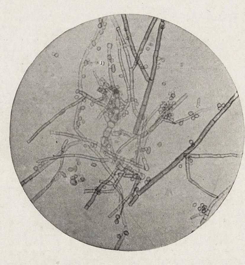 An illustration from The chemistry and technology of paints, 1916, leaf 290
