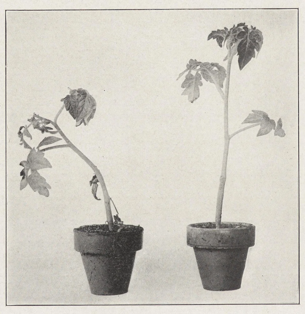 An illustration from Papers on paint and varnish and the materials used in their manufacture, 1920, leaf 355