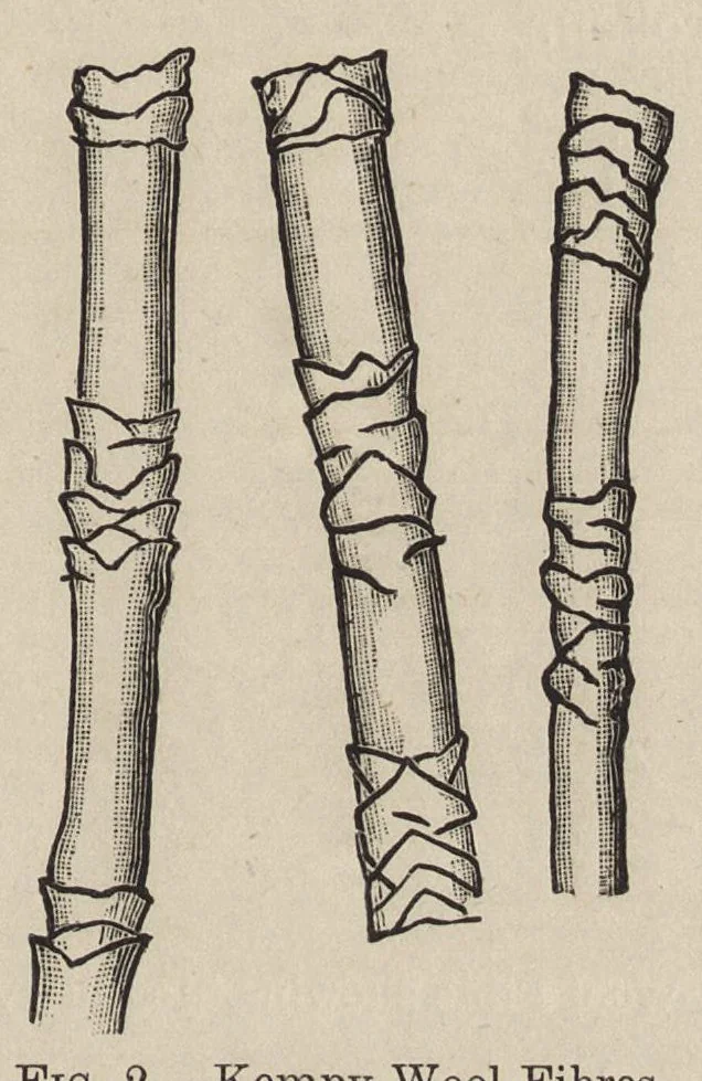 An illustration from The dyeing of woollen fabrics, 1902, leaf 14
