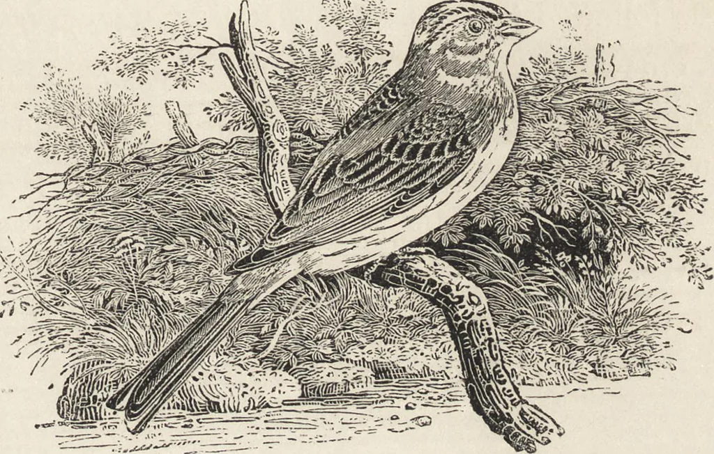 An illustration from The masters and master-pieces of engraving, 1894, leaf 300