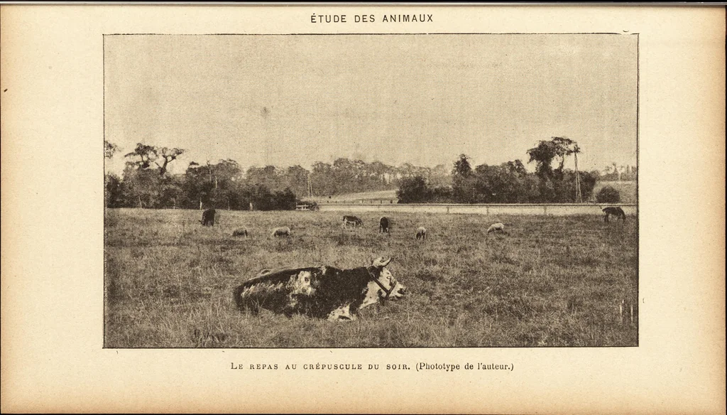 An illustration from L'art en photographie : avec le procédé au gélatino-bromure d'argent, 1896, leaf 288