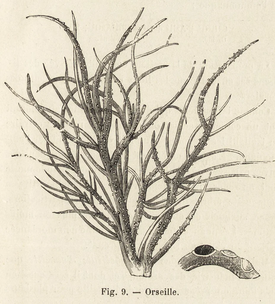 An illustration from L'industrie des matières colorantes, 1902, leaf 64