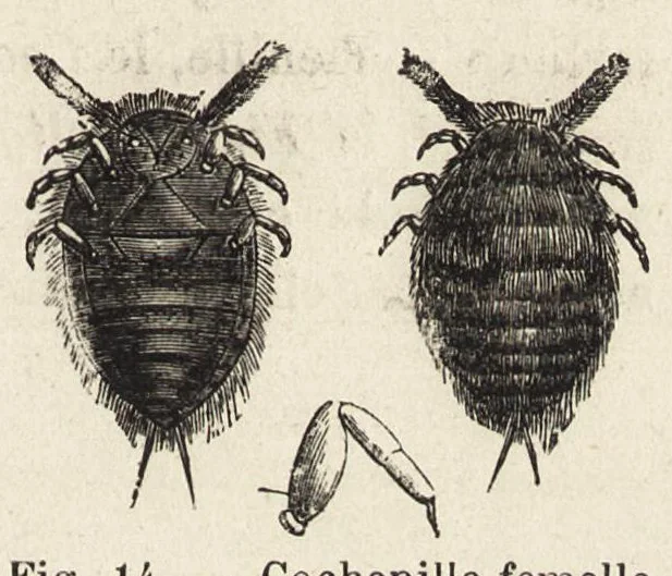An illustration from L'industrie des matières colorantes, 1902, leaf 70