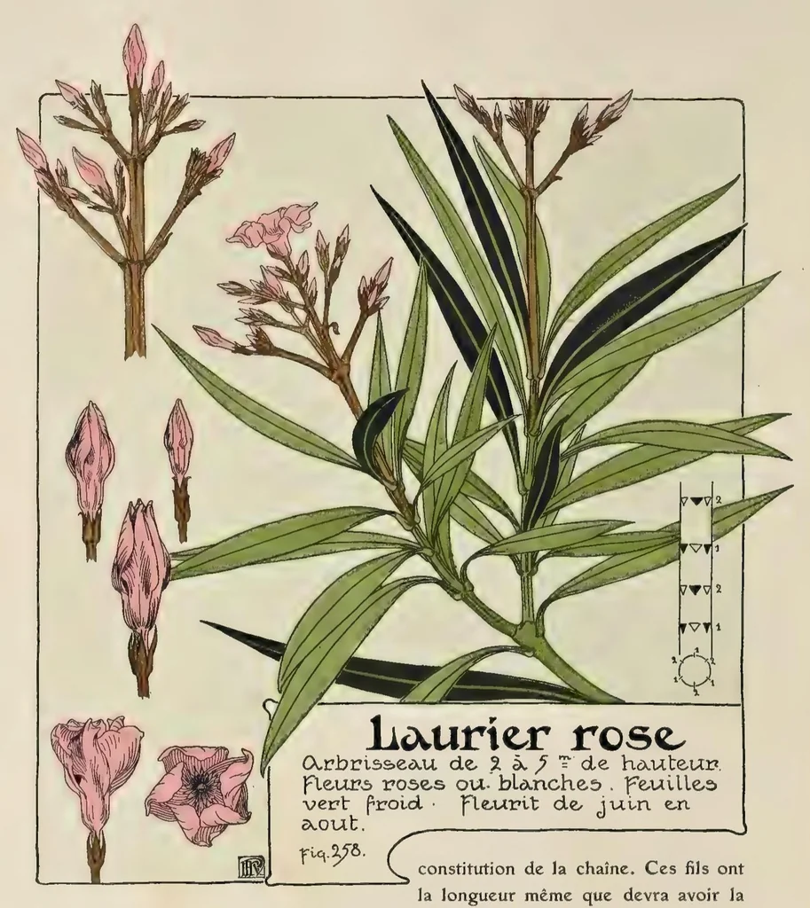 An illustration from Etude de la plante : son application aux industries d'art : pochoir, papier peint, etoffes, céramique, marqueterie, tapis, ferronnerie, reliure, dentelles, broderies, vitrail, mosaïque, bijouterie, bronze, orfévrerie, 1914, leaf 213