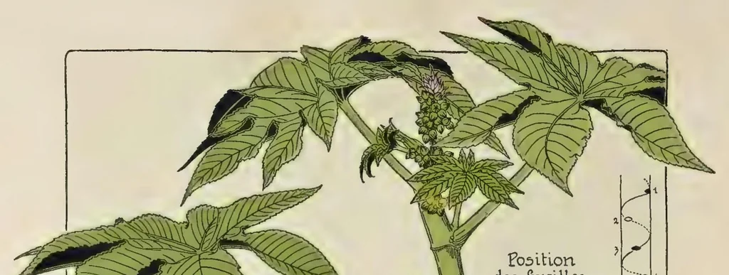 An illustration from Etude de la plante : son application aux industries d'art : pochoir, papier peint, etoffes, céramique, marqueterie, tapis, ferronnerie, reliure, dentelles, broderies, vitrail, mosaïque, bijouterie, bronze, orfévrerie, 1914, leaf 227