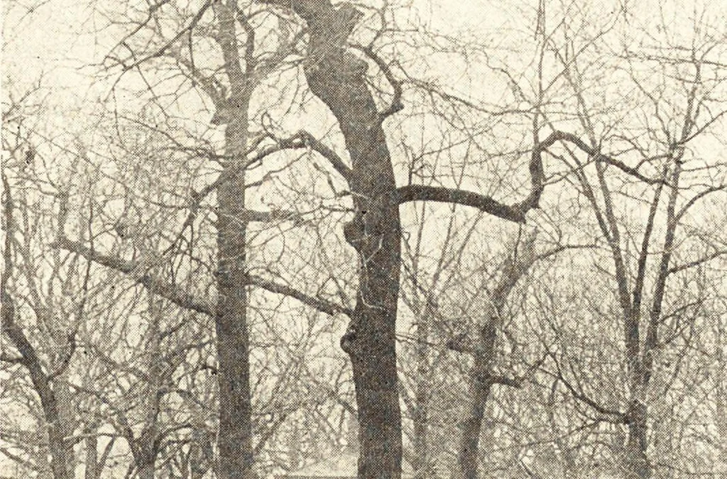 An illustration from Daniel H. Burnham, architect, planner of cities, 1921, leaf 230