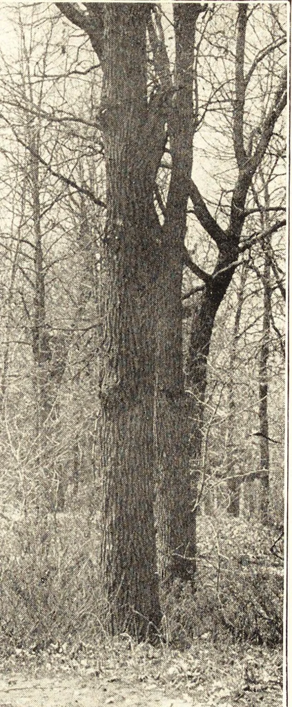 An illustration from Daniel H. Burnham, architect, planner of cities, 1921, leaf 230
