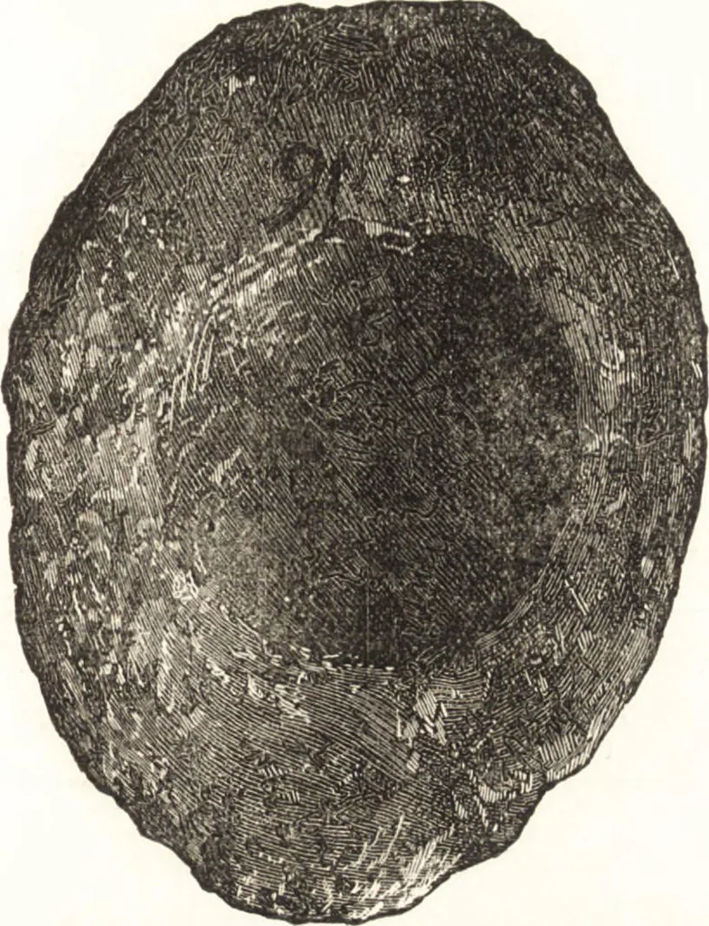 An illustration from Ilios; the city and country of the Trojans. The results of researches and discoveries on the site of Troy and throughout the Troad in the years 1871-72-73-78-79, including an autobiography of the author, 1880, leaf 258