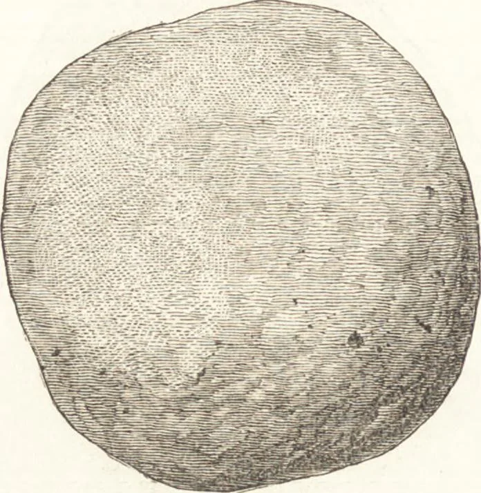 An illustration from Ilios; the city and country of the Trojans. The results of researches and discoveries on the site of Troy and throughout the Troad in the years 1871-72-73-78-79, including an autobiography of the author, 1880, leaf 259
