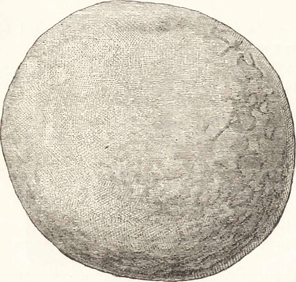 An illustration from Ilios; the city and country of the Trojans. The results of researches and discoveries on the site of Troy and throughout the Troad in the years 1871-72-73-78-79, including an autobiography of the author, 1880, leaf 259