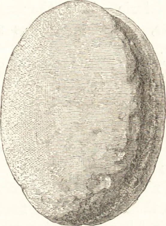 An illustration from Ilios; the city and country of the Trojans. The results of researches and discoveries on the site of Troy and throughout the Troad in the years 1871-72-73-78-79, including an autobiography of the author, 1880, leaf 260