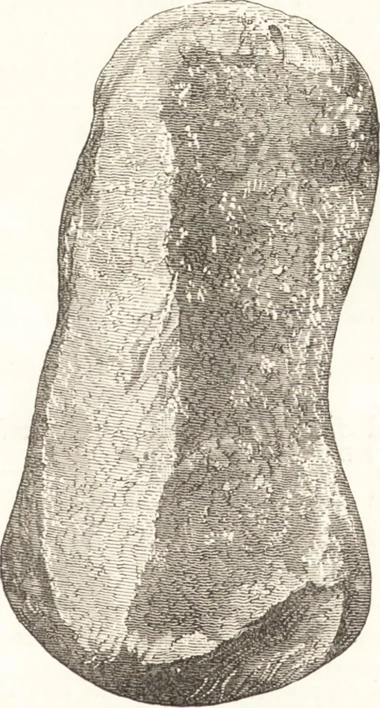 An illustration from Ilios; the city and country of the Trojans. The results of researches and discoveries on the site of Troy and throughout the Troad in the years 1871-72-73-78-79, including an autobiography of the author, 1880, leaf 260