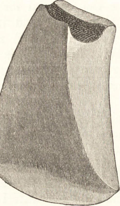 An illustration from Ilios; the city and country of the Trojans. The results of researches and discoveries on the site of Troy and throughout the Troad in the years 1871-72-73-78-79, including an autobiography of the author, 1880, leaf 267