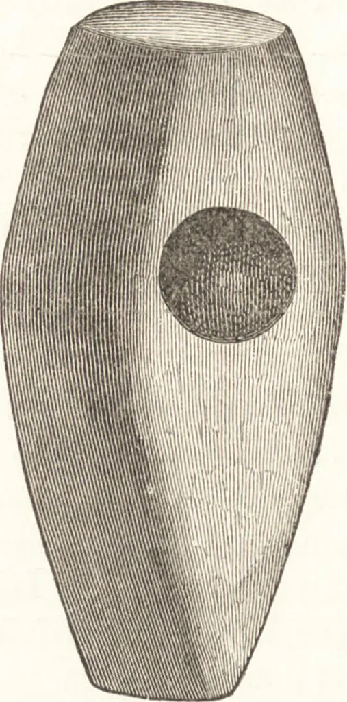 An illustration from Ilios; the city and country of the Trojans. The results of researches and discoveries on the site of Troy and throughout the Troad in the years 1871-72-73-78-79, including an autobiography of the author, 1880, leaf 267
