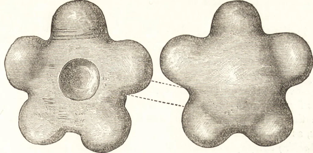 An illustration from Ilios; the city and country of the Trojans. The results of researches and discoveries on the site of Troy and throughout the Troad in the years 1871-72-73-78-79, including an autobiography of the author, 1880, leaf 362