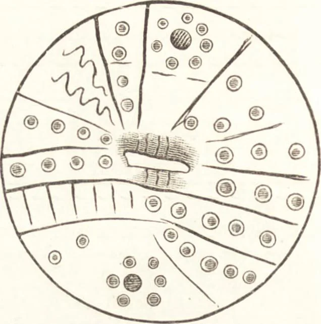 An illustration from Ilios; the city and country of the Trojans. The results of researches and discoveries on the site of Troy and throughout the Troad in the years 1871-72-73-78-79, including an autobiography of the author, 1880, leaf 395