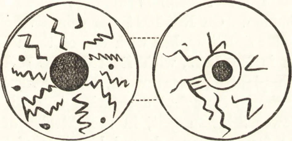 An illustration from Ilios; the city and country of the Trojans. The results of researches and discoveries on the site of Troy and throughout the Troad in the years 1871-72-73-78-79, including an autobiography of the author, 1880, leaf 442