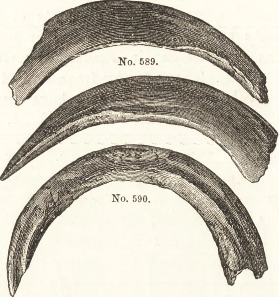 An illustration from Ilios; the city and country of the Trojans. The results of researches and discoveries on the site of Troy and throughout the Troad in the years 1871-72-73-78-79, including an autobiography of the author, 1880, leaf 457