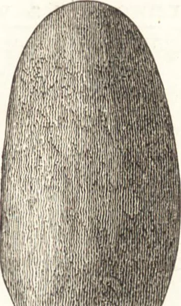 An illustration from Ilios; the city and country of the Trojans. The results of researches and discoveries on the site of Troy and throughout the Troad in the years 1871-72-73-78-79, including an autobiography of the author, 1880, leaf 462