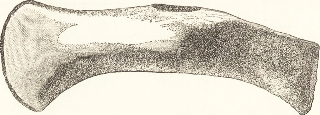 An illustration from Ilios; the city and country of the Trojans. The results of researches and discoveries on the site of Troy and throughout the Troad in the years 1871-72-73-78-79, including an autobiography of the author, 1880, leaf 463