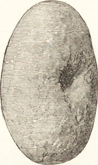 An illustration from Ilios; the city and country of the Trojans. The results of researches and discoveries on the site of Troy and throughout the Troad in the years 1871-72-73-78-79, including an autobiography of the author, 1880, leaf 465