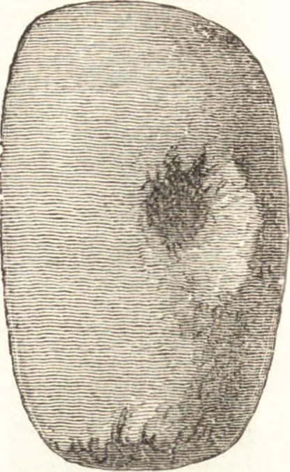An illustration from Ilios; the city and country of the Trojans. The results of researches and discoveries on the site of Troy and throughout the Troad in the years 1871-72-73-78-79, including an autobiography of the author, 1880, leaf 465