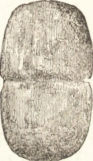 An illustration from Ilios; the city and country of the Trojans. The results of researches and discoveries on the site of Troy and throughout the Troad in the years 1871-72-73-78-79, including an autobiography of the author, 1880, leaf 465