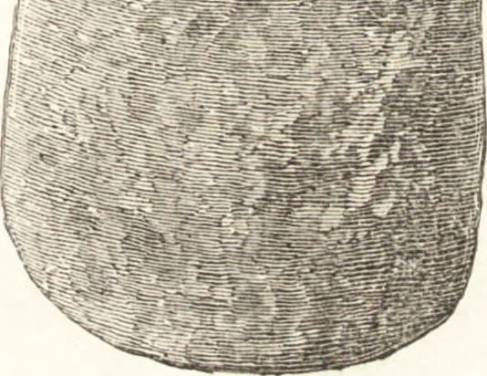 An illustration from Ilios; the city and country of the Trojans. The results of researches and discoveries on the site of Troy and throughout the Troad in the years 1871-72-73-78-79, including an autobiography of the author, 1880, leaf 466