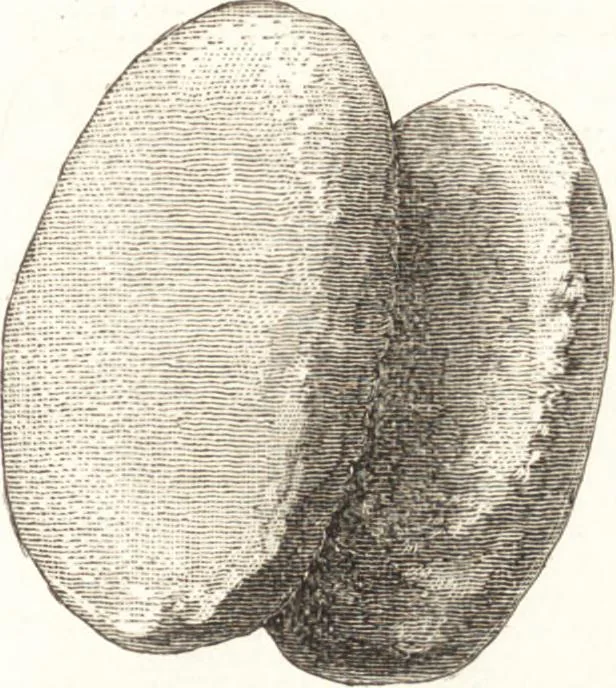An illustration from Ilios; the city and country of the Trojans. The results of researches and discoveries on the site of Troy and throughout the Troad in the years 1871-72-73-78-79, including an autobiography of the author, 1880, leaf 468