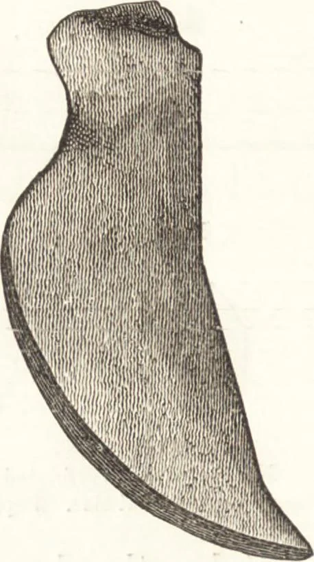 An illustration from Ilios; the city and country of the Trojans. The results of researches and discoveries on the site of Troy and throughout the Troad in the years 1871-72-73-78-79, including an autobiography of the author, 1880, leaf 469