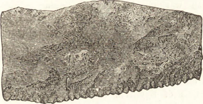 An illustration from Ilios; the city and country of the Trojans. The results of researches and discoveries on the site of Troy and throughout the Troad in the years 1871-72-73-78-79, including an autobiography of the author, 1880, leaf 470