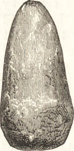 An illustration from Ilios; the city and country of the Trojans. The results of researches and discoveries on the site of Troy and throughout the Troad in the years 1871-72-73-78-79, including an autobiography of the author, 1880, leaf 477