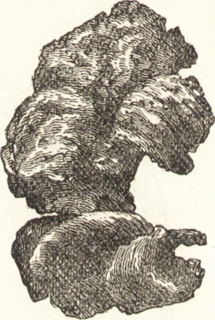 An illustration from Ilios; the city and country of the Trojans. The results of researches and discoveries on the site of Troy and throughout the Troad in the years 1871-72-73-78-79, including an autobiography of the author, 1880, leaf 527