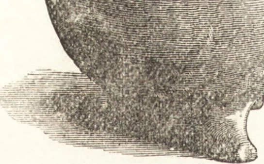 An illustration from Ilios; the city and country of the Trojans. The results of researches and discoveries on the site of Troy and throughout the Troad in the years 1871-72-73-78-79, including an autobiography of the author, 1880, leaf 555