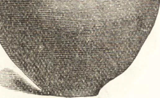 An illustration from Ilios; the city and country of the Trojans. The results of researches and discoveries on the site of Troy and throughout the Troad in the years 1871-72-73-78-79, including an autobiography of the author, 1880, leaf 577