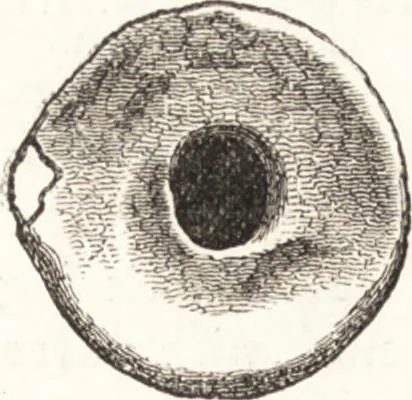 An illustration from Ilios; the city and country of the Trojans. The results of researches and discoveries on the site of Troy and throughout the Troad in the years 1871-72-73-78-79, including an autobiography of the author, 1880, leaf 577