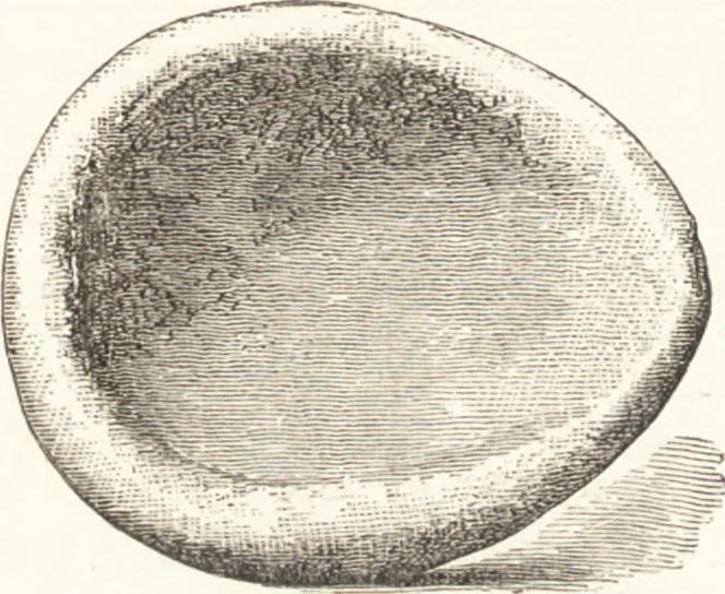 An illustration from Ilios; the city and country of the Trojans. The results of researches and discoveries on the site of Troy and throughout the Troad in the years 1871-72-73-78-79, including an autobiography of the author, 1880, leaf 583