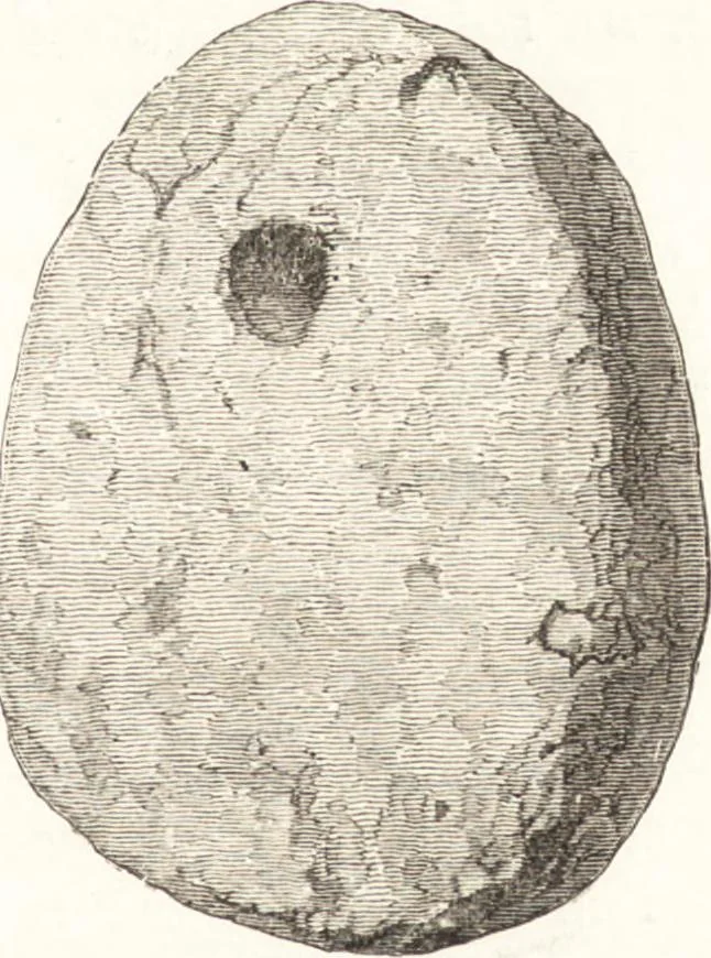An illustration from Ilios; the city and country of the Trojans. The results of researches and discoveries on the site of Troy and throughout the Troad in the years 1871-72-73-78-79, including an autobiography of the author, 1880, leaf 584