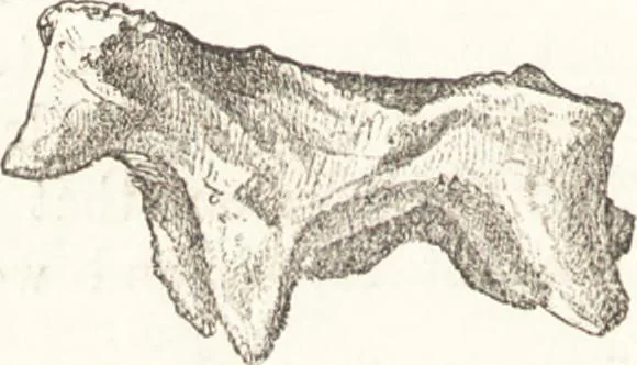 An illustration from Ilios; the city and country of the Trojans. The results of researches and discoveries on the site of Troy and throughout the Troad in the years 1871-72-73-78-79, including an autobiography of the author, 1880, leaf 585